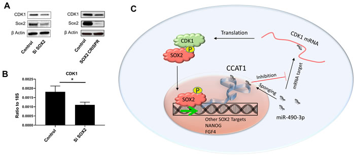 SOX2 regulates CDK1 through a feed-forward loop.