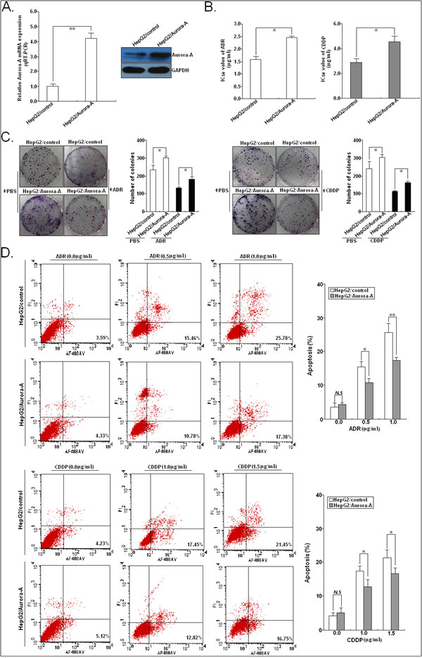 Effects of Aurora-A upregulation on