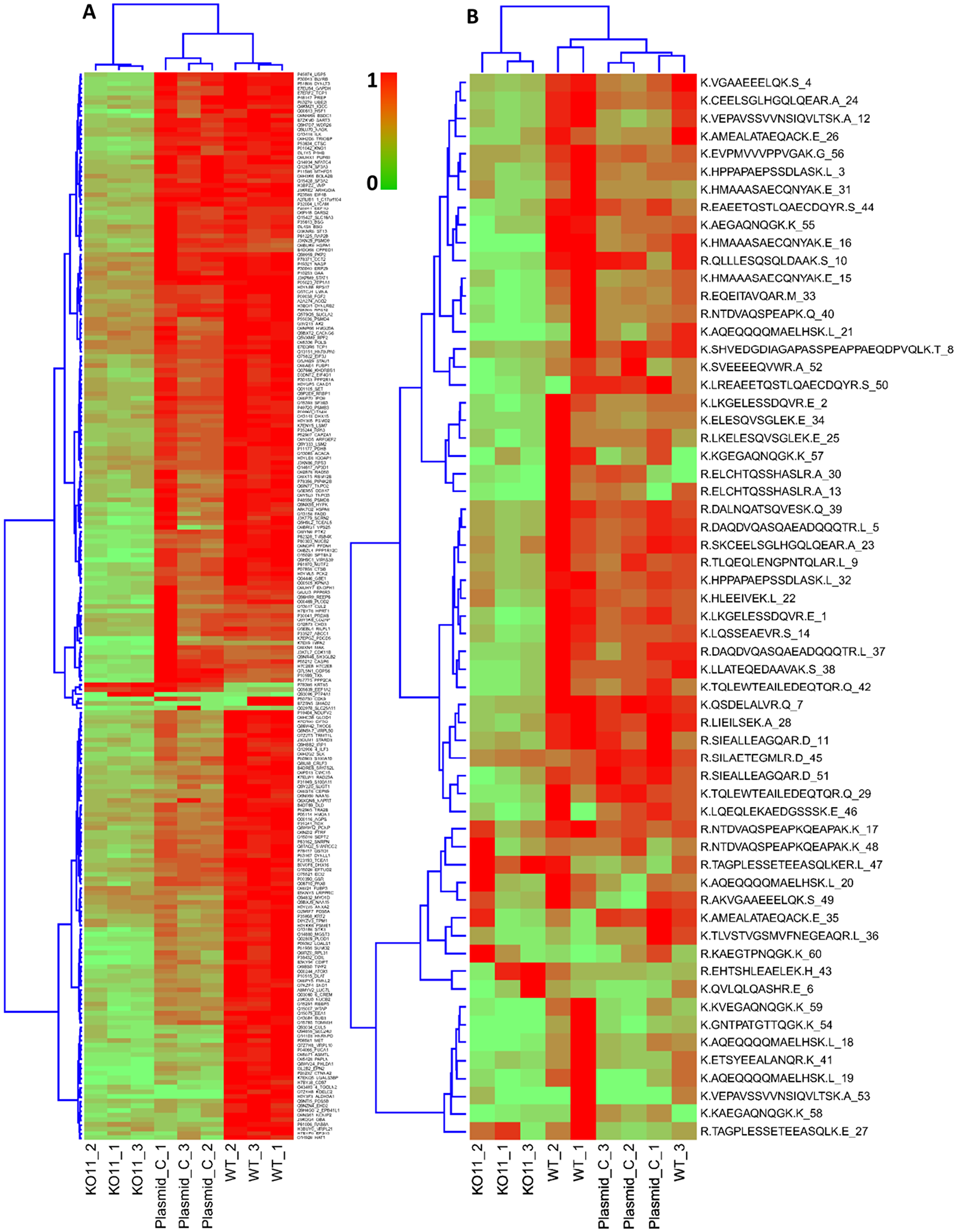 Hierarchical clustering and heat map of differentially expressed proteins and peptides.