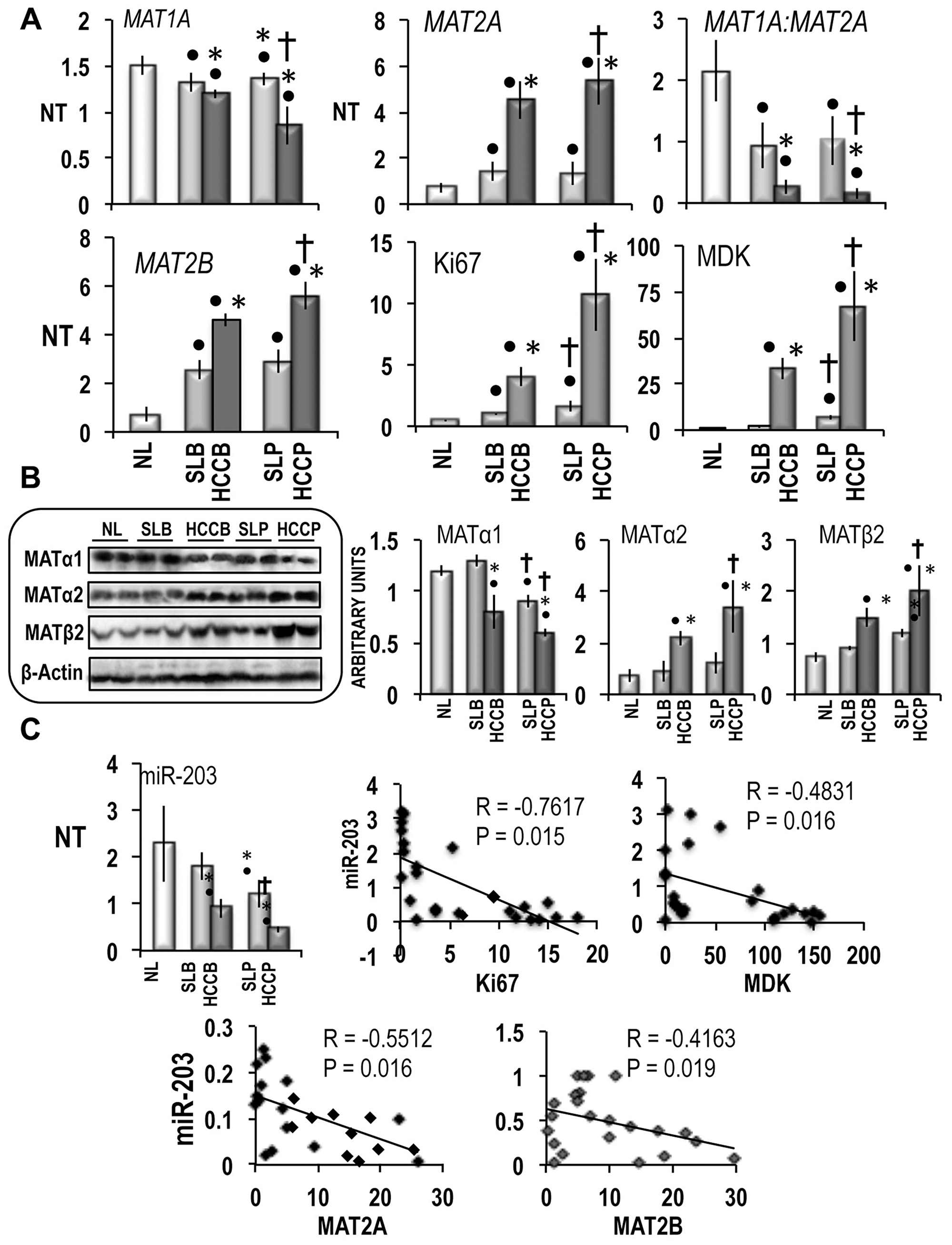 MAT1A, MAT2A, MAT2B and miR-203 expression in human HCC with different prognosis.