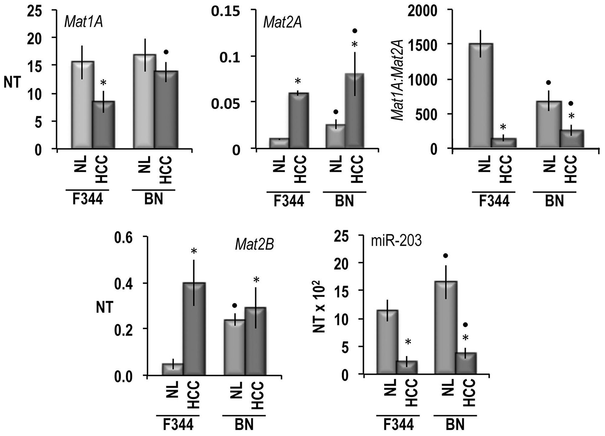 Mat1A, Mat2A, Mat2B, and mR-203 expression, in normal liver (NL) and HCCs of F344 and BN rats.