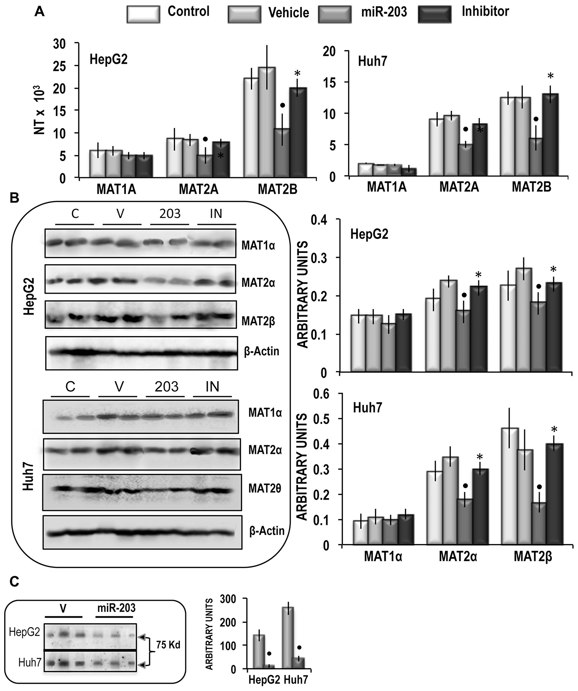 Analysis of the effects of the forced expression of miR-203 on MATs mRNA and protein expression, MATαβ2 complex, and SAM content in HepG2 and Huh7 cells.