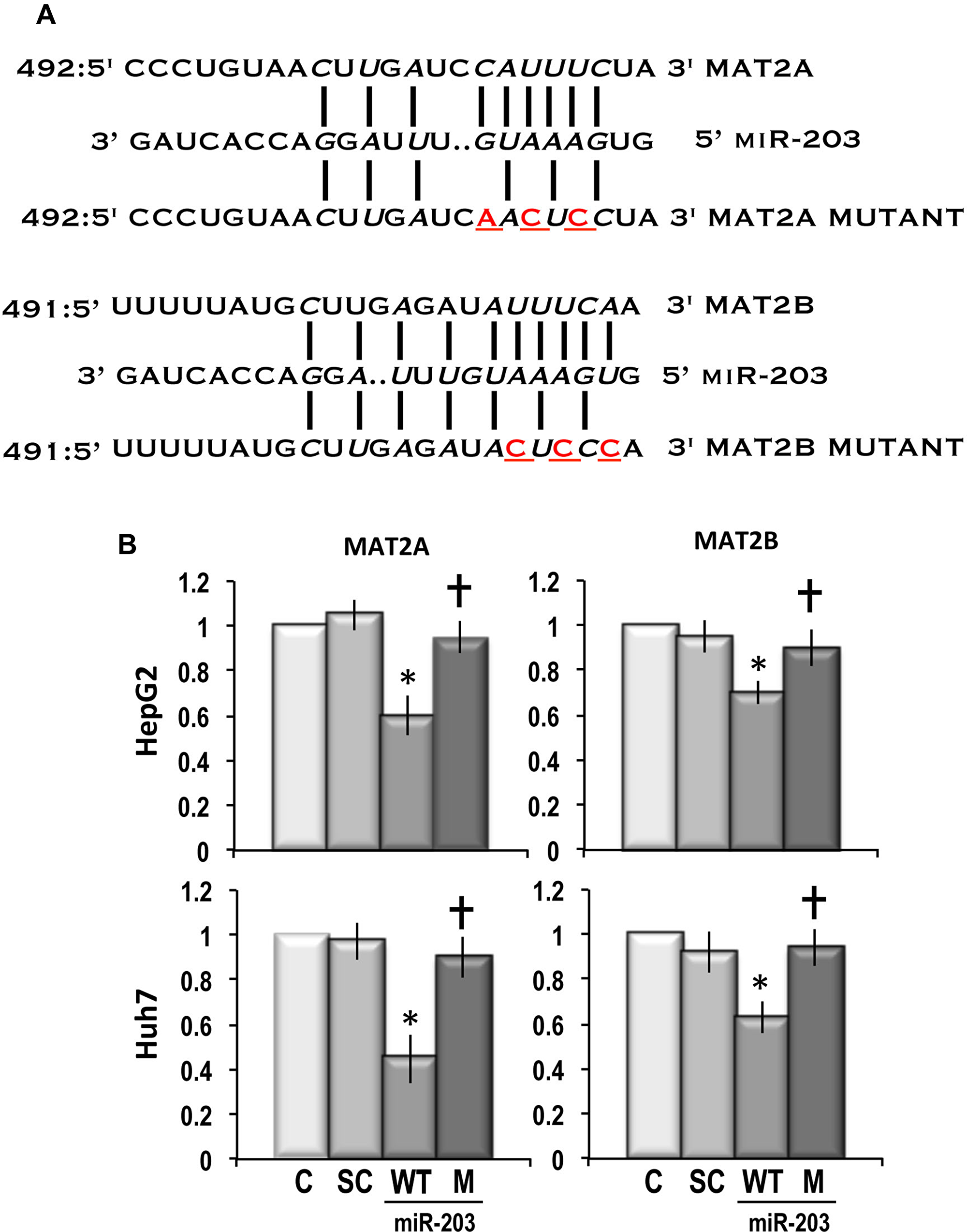 Dual luciferase reporter assay showing that MAT2A and MAT2B are direct targets of miR-203.