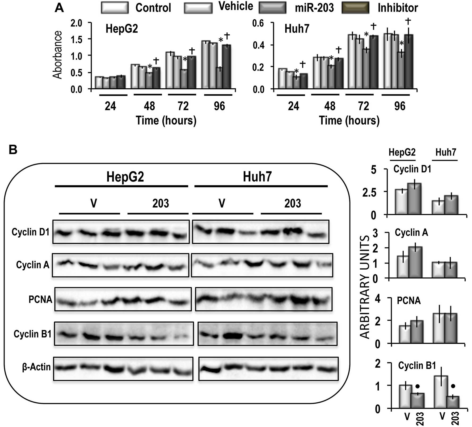 Effect of miR-203 forced expression on the viability, and expression of Cyclin D1, Cyclin A, PCNA, and Cyclin B1 in HepG2 and Huh7 cells.