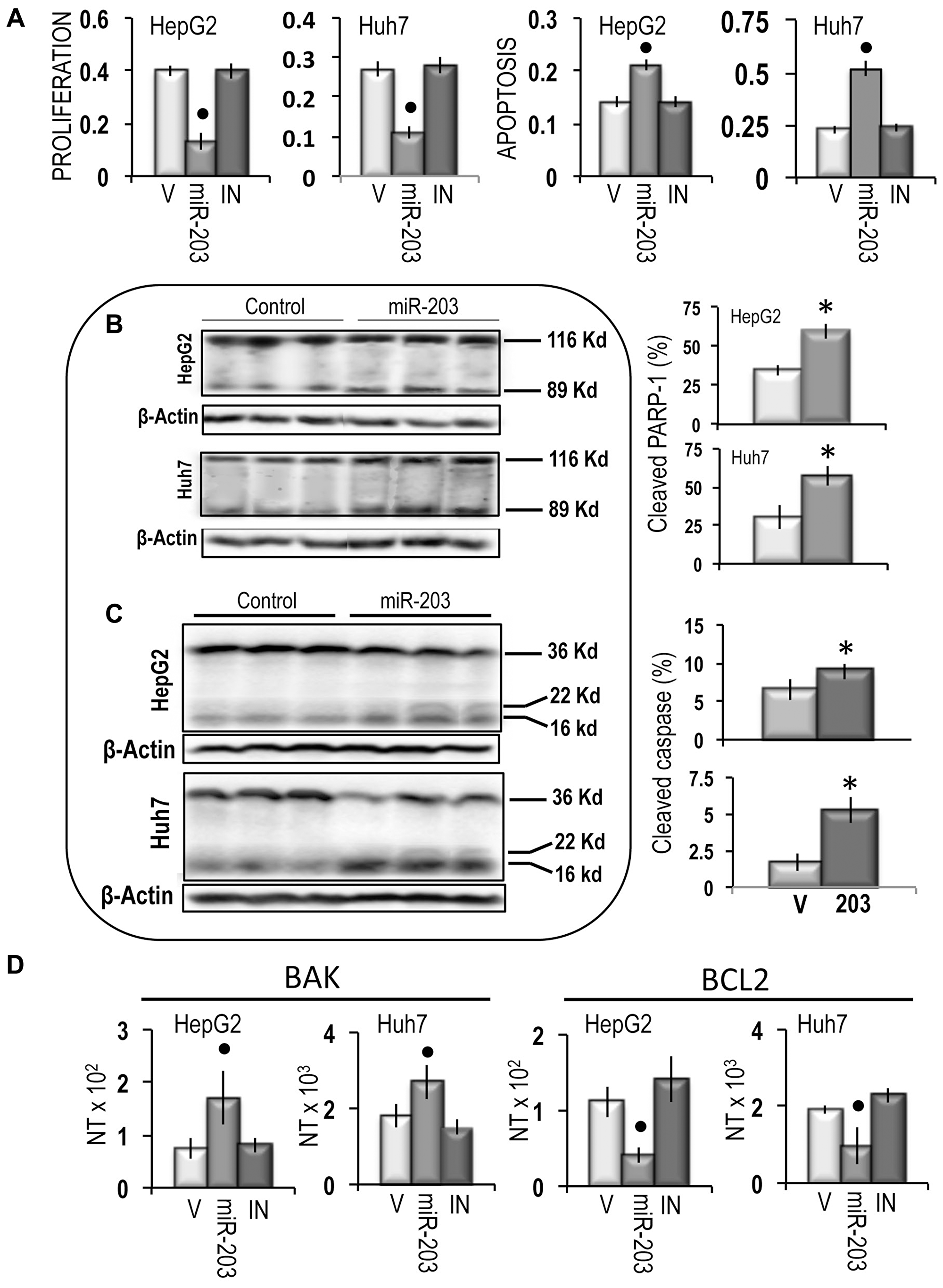 Apoptogenic effect of miR-203 on HepG2 and Huh7 cells.