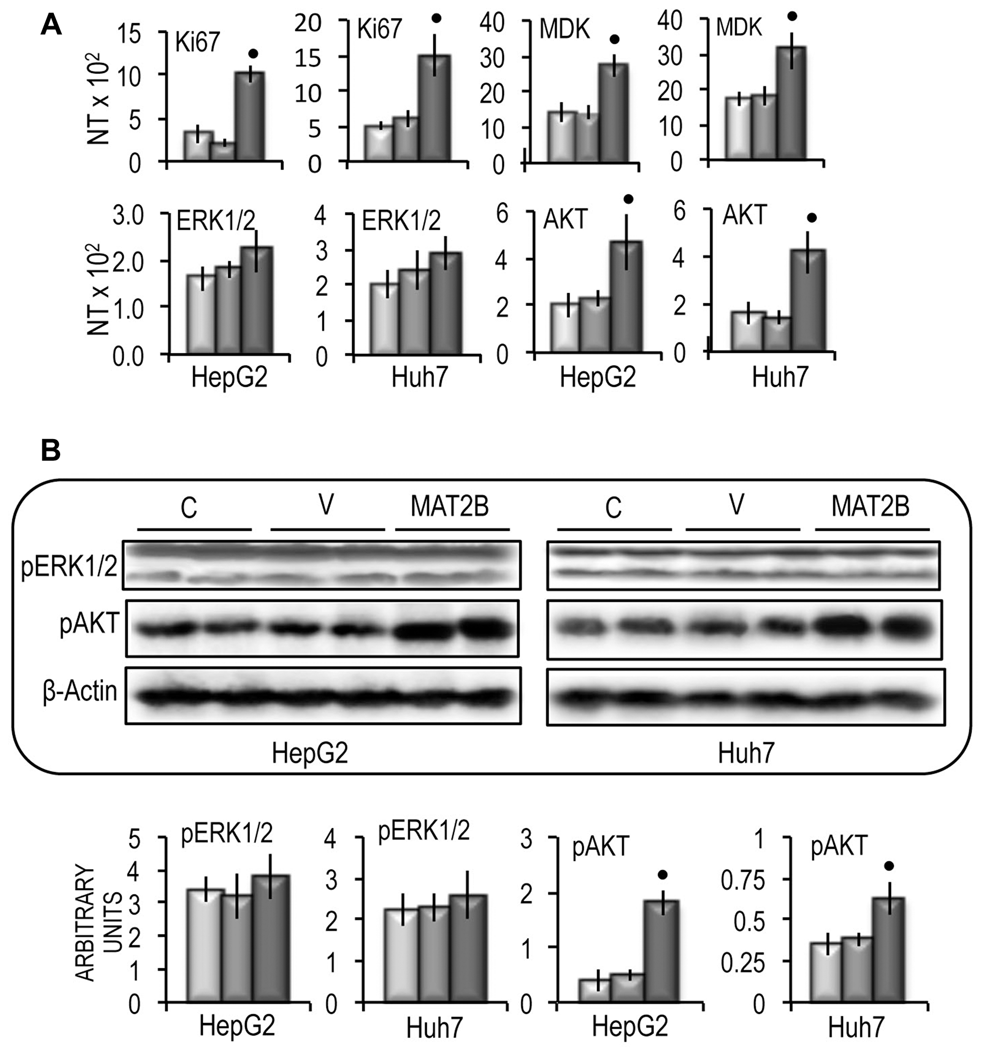 Effect of MAT2B forced expression on Ki67, MDK, ERK1/2 and AKT expression in HepG2 and Huh7 cells.