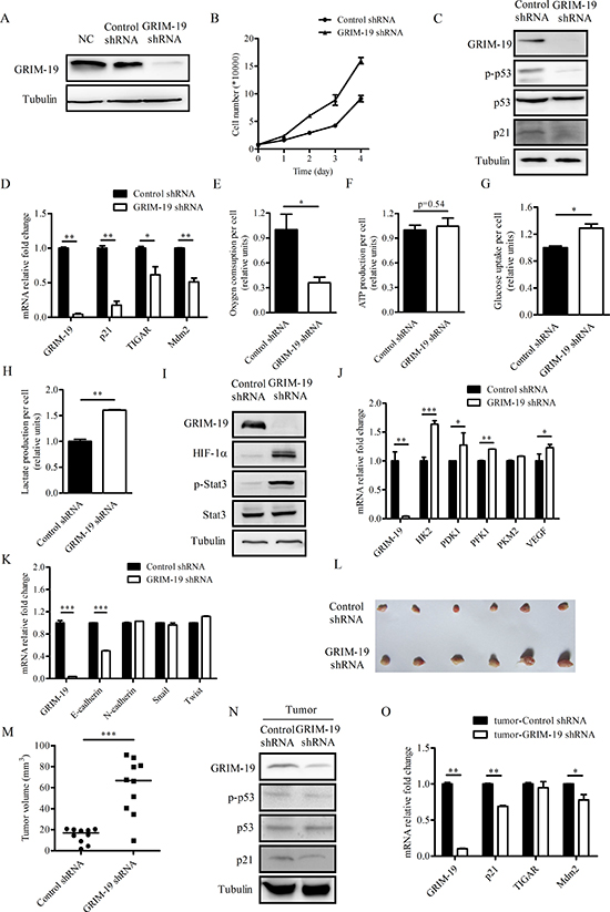 Suppression of GRIM-19 leads to decreased oxygen consumption, increased cell proliferation and tumorigenic capacity in CAL27 cells.