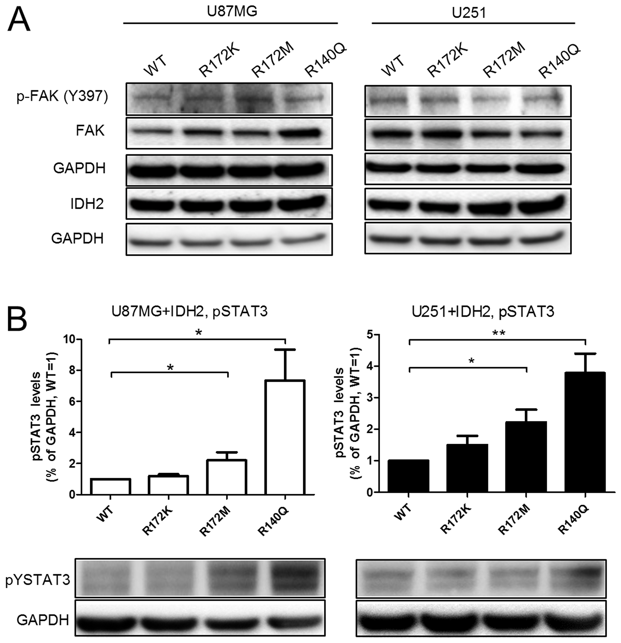 IDH2 mutational status influences baseline activation of STAT3.