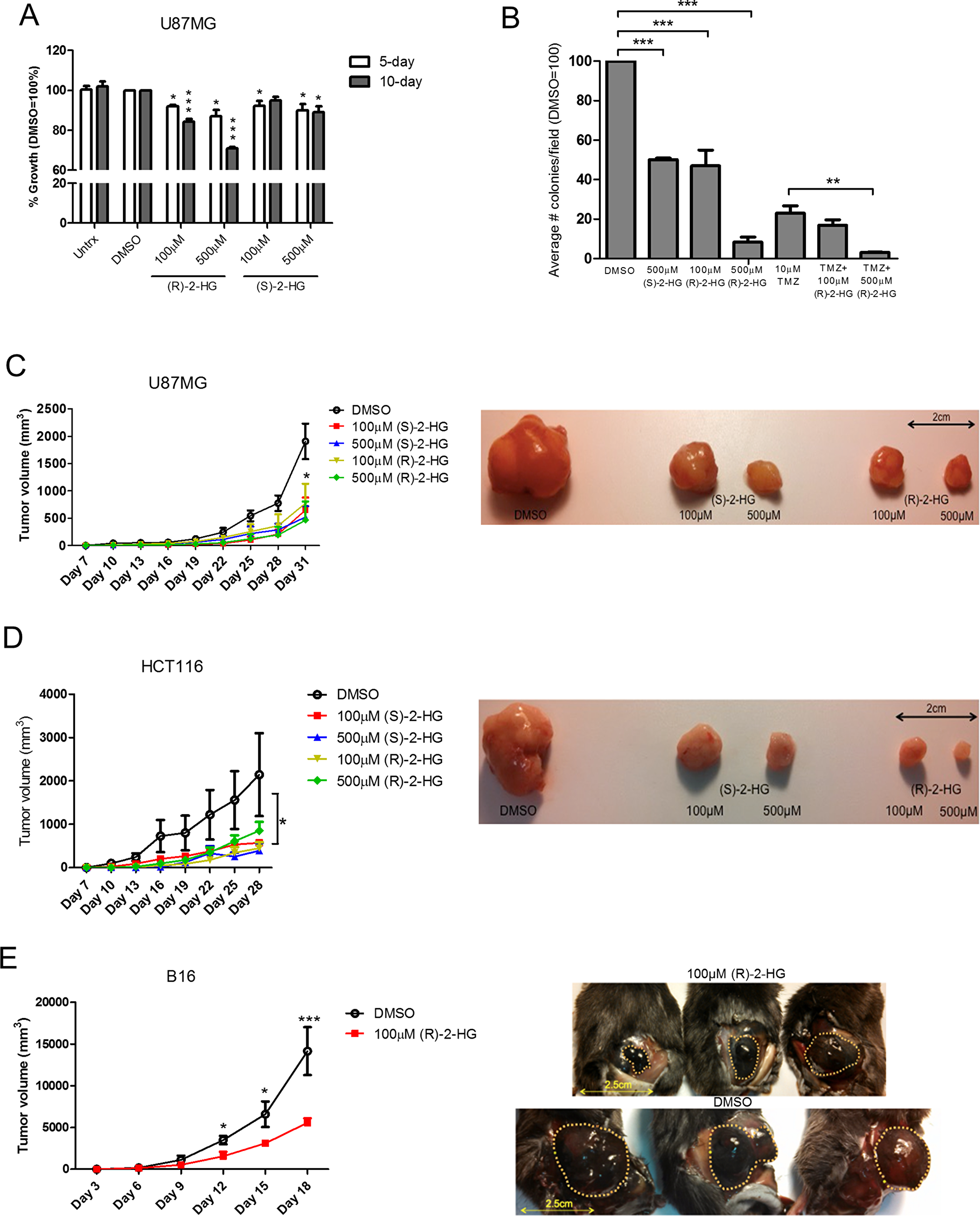 (R)-2-HG inhibits cell proliferation and suppresses tumor growth.