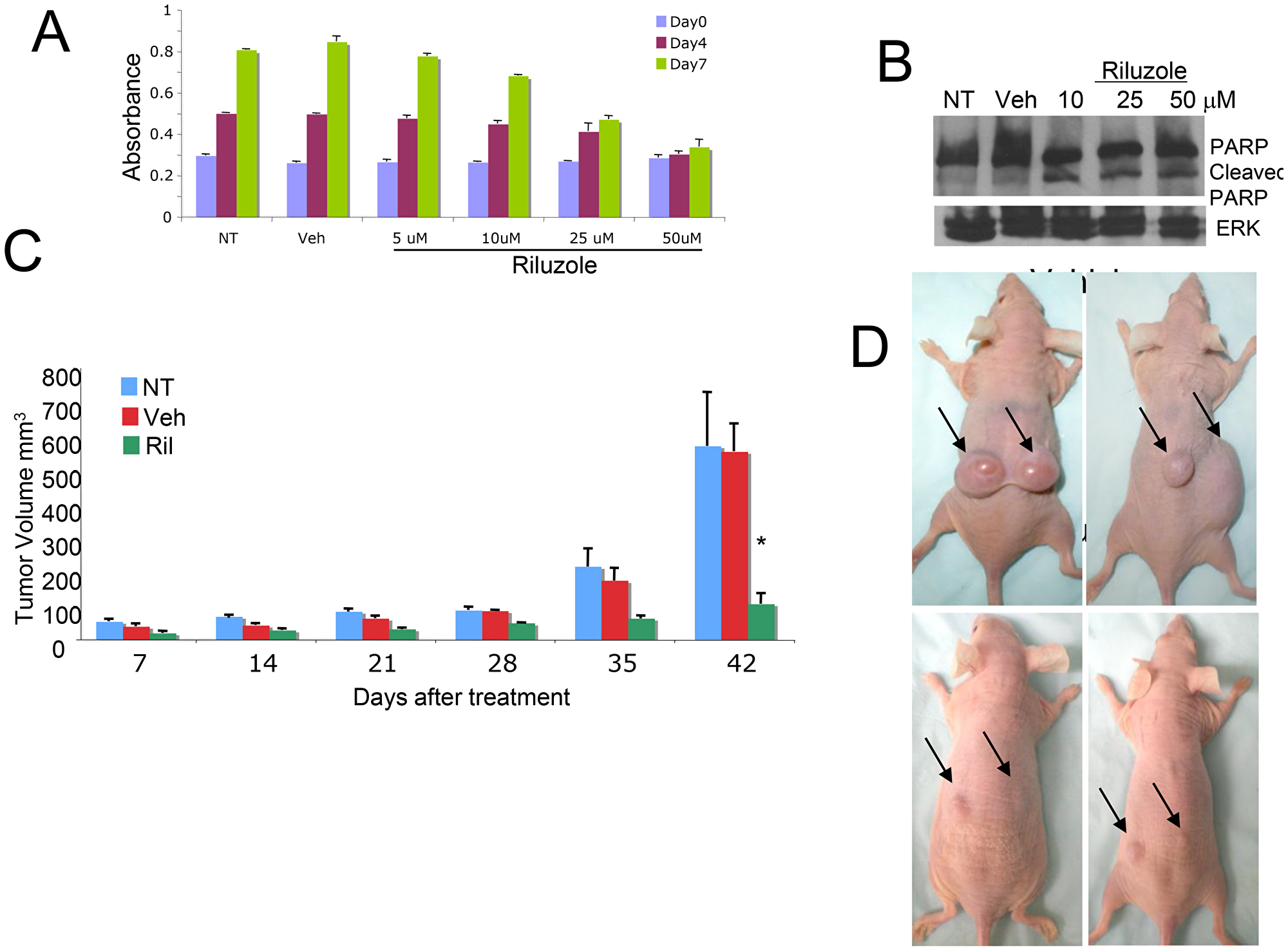 Cytotoxic effect of RIL on glioma cells.