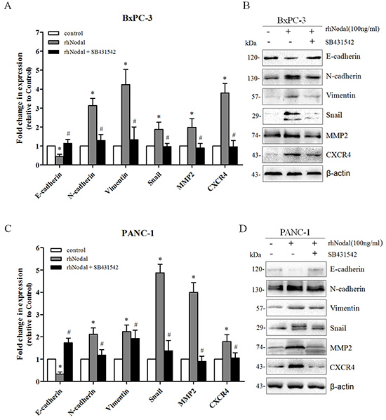 Nodal signaling induces EMT and enhances the expression of MMP2 and CXCR4.