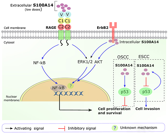 Key S100A14 signaling pathways in human cancers.