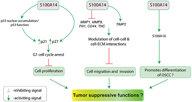 Schematic illustration for the putative tumor suppressive functions (inhibition of cell proliferation, migration and invasion; promotion of differentiation?) of S100A14 in oral cancer.