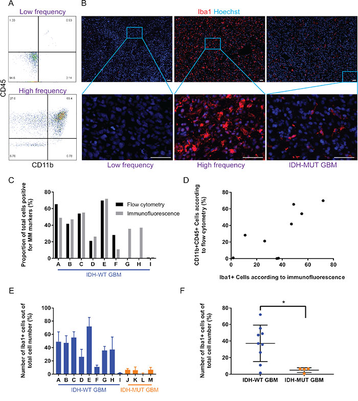 While the proportion of GAMM varies considerably across IDH-wild type GBMs, there is consistently less GAMM in IDH-mutant GBMs.