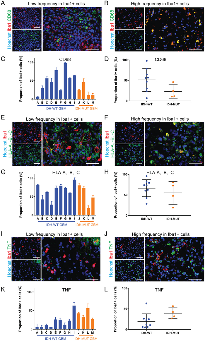 The expression of pro-inflammatory markers is highly variable in GAMMs.