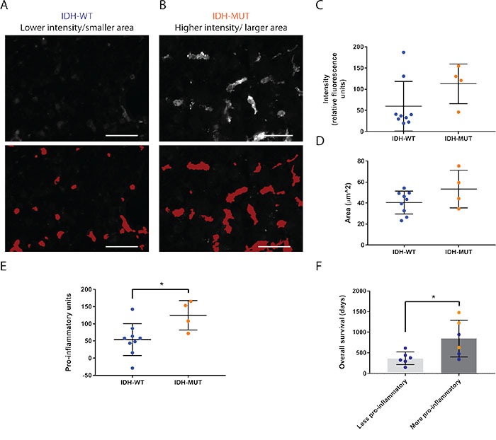 Microglia and macrophages are more pro-inflammatory in IDH-MUT compared to IDH-WT GBMs.