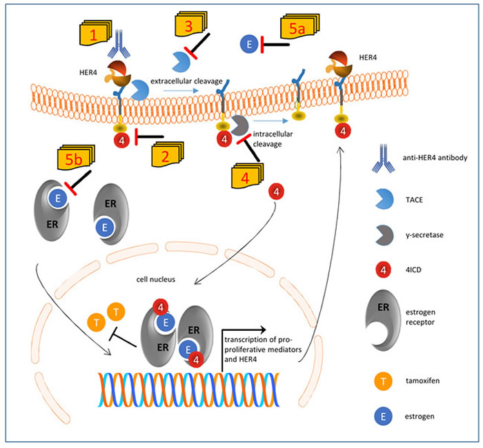 Suggested model of impaired tamoxifen treatment in the presence of HER4 receptor expression and activation and conceivable therapeutic interventions.