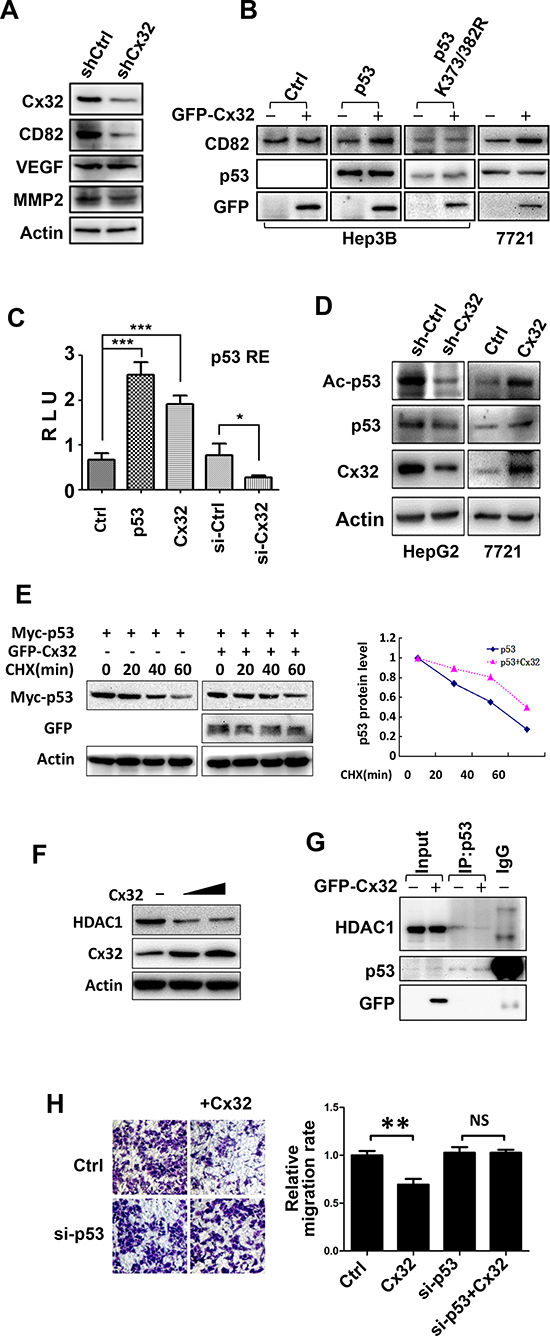Cx32 exerts its anti-metastatic function via the p53-CD82 pathway.