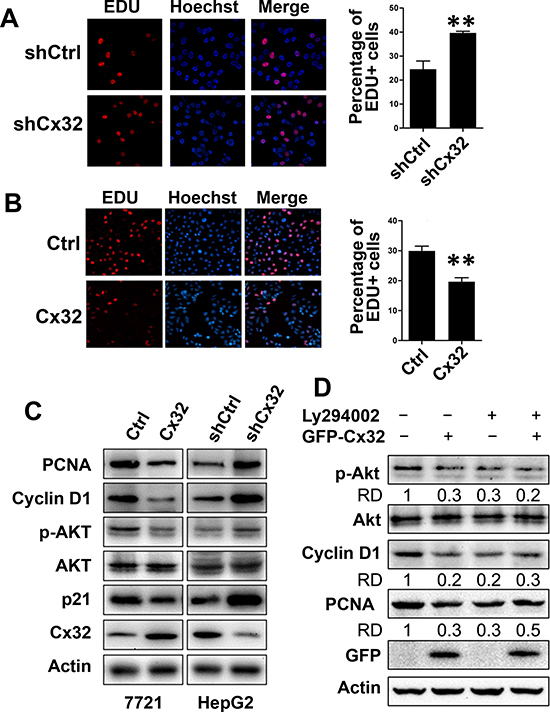 Cx32 suppresses HCC cell proliferation through inhibition of the Akt signaling pathway.