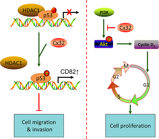 A proposed model for the mechanism by which Cx32 suppresses metastasis and proliferation of HCC cells through the p53 and Akt pathways, respectively.
