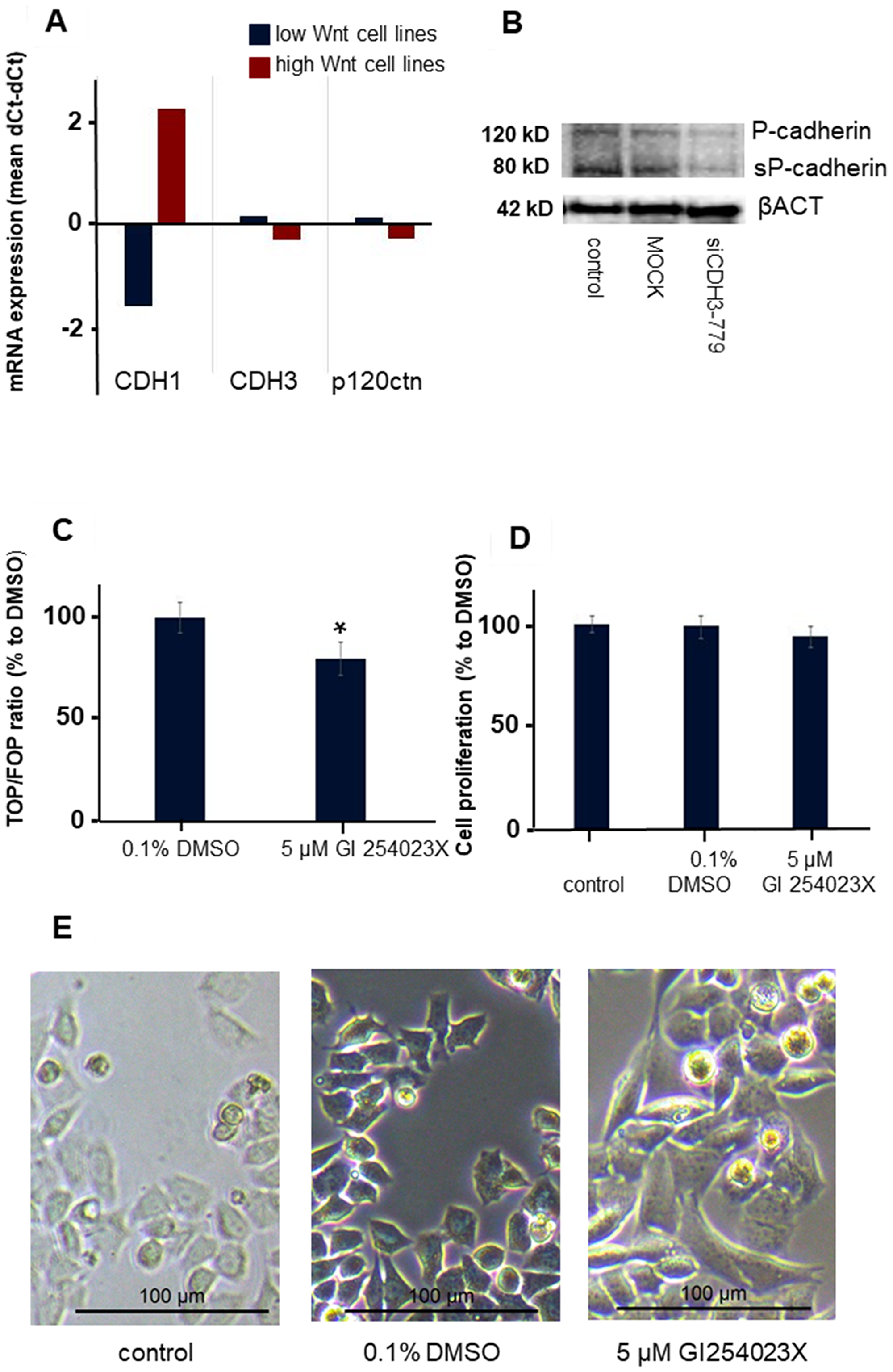 The effect of ADAM10 inhibitor GI 254023X in the CMT-U27 canine mammary tumor cell line.