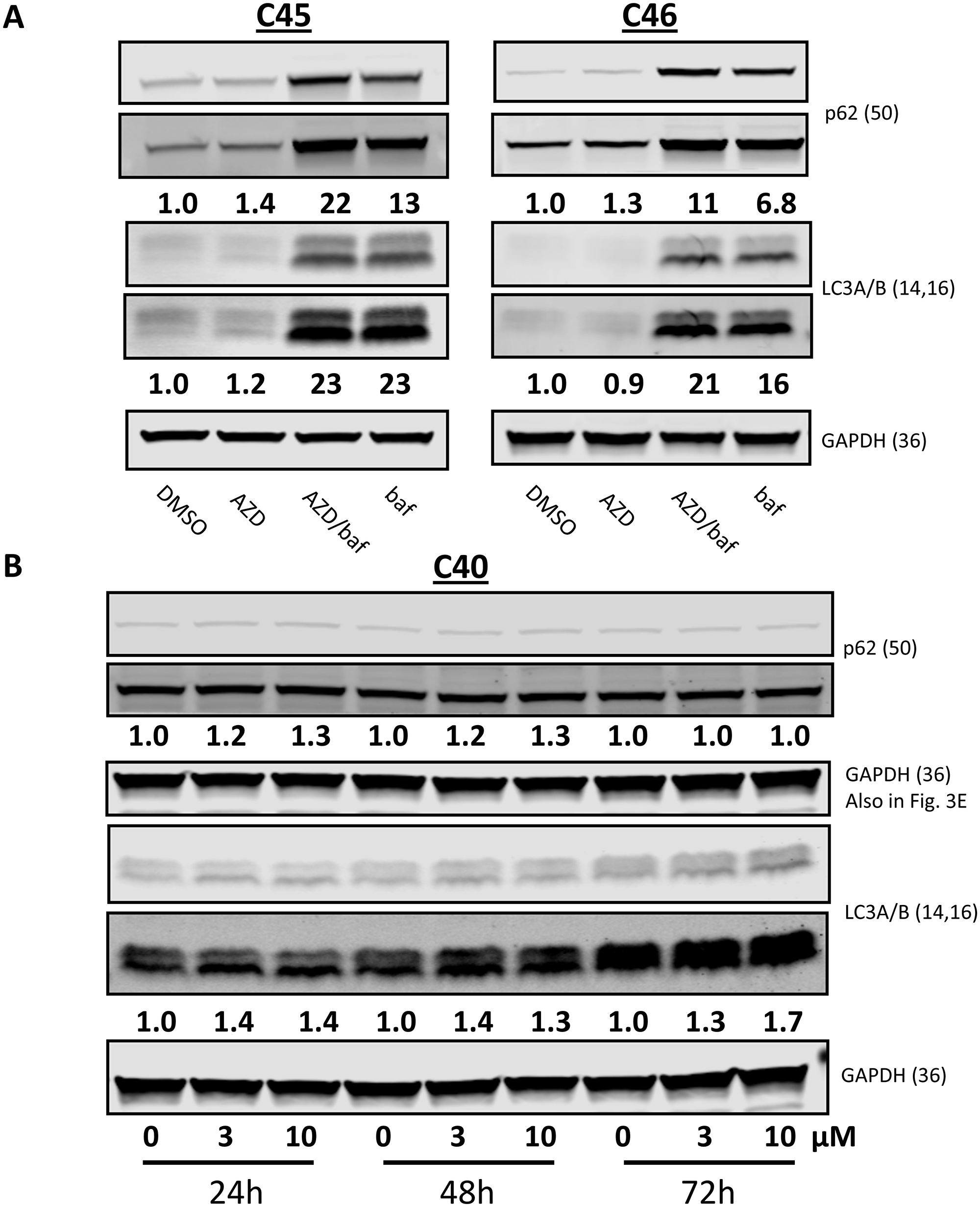 Autophagic markers after AZD1208 treatment in chronic lymphocytic leukemia (CLL) cells.