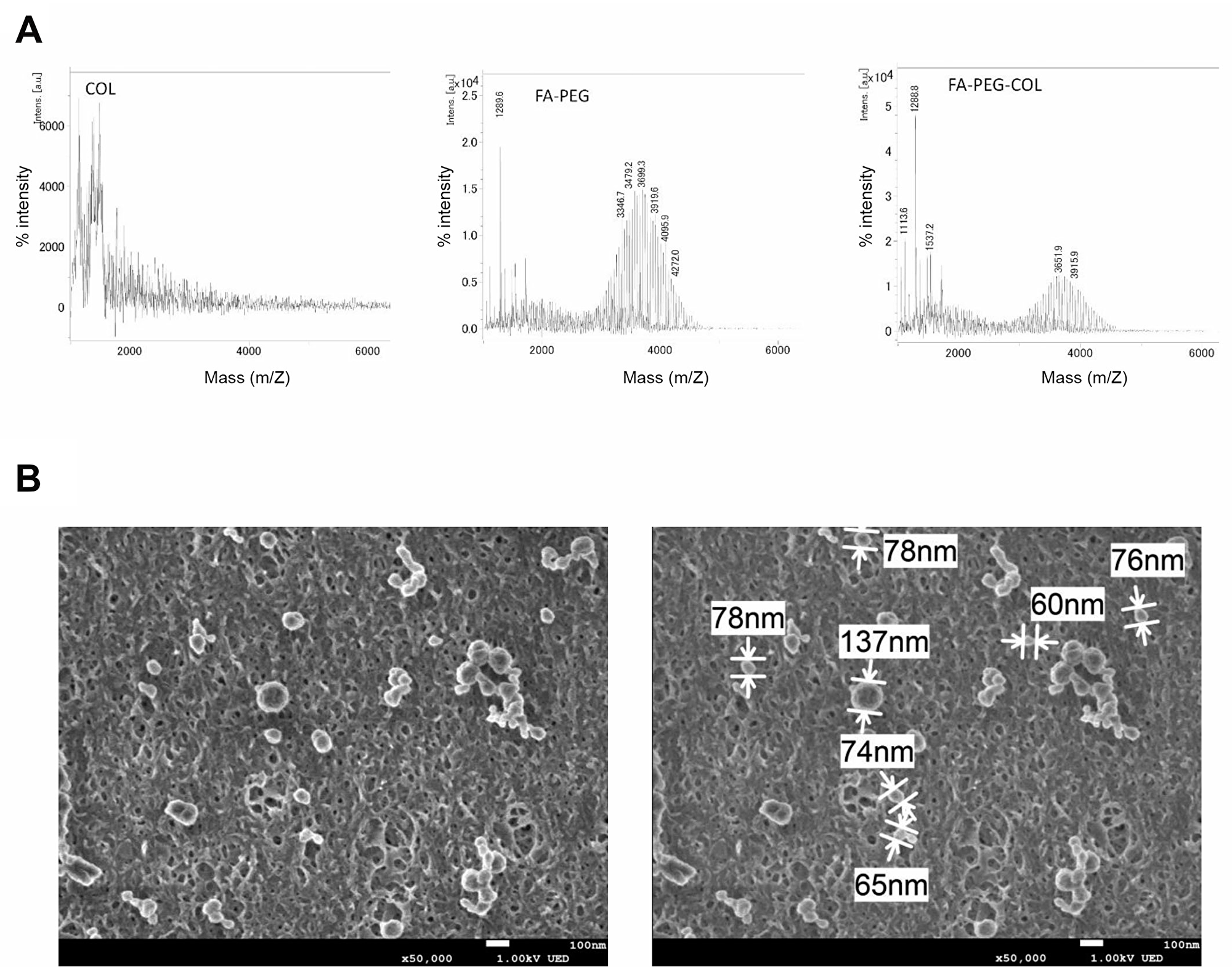 Characterization of siRNA conjugated to FA-PEG-COL.