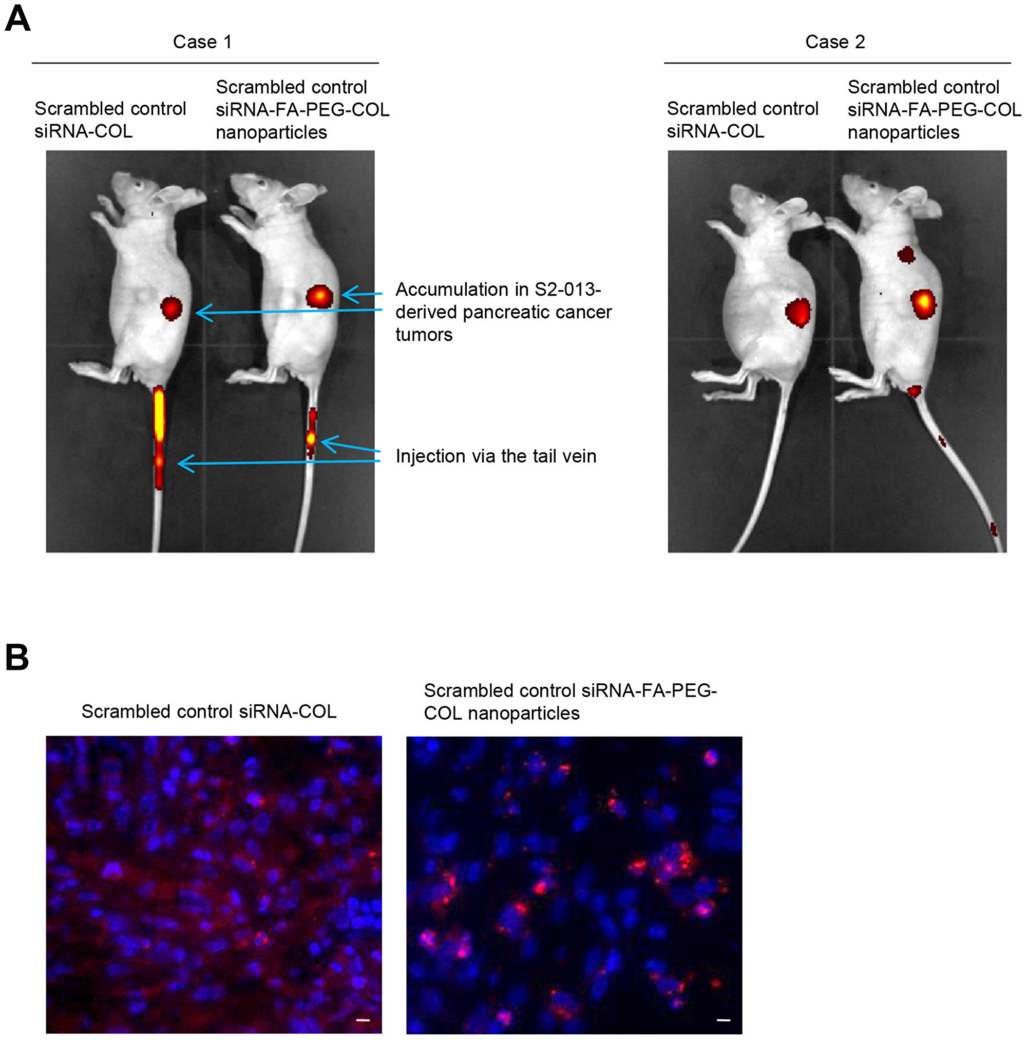 Delivery of siRNA-FA-PEG-COL nanoparticles to PDAC cells in the orthotopic mouse model of PDAC.