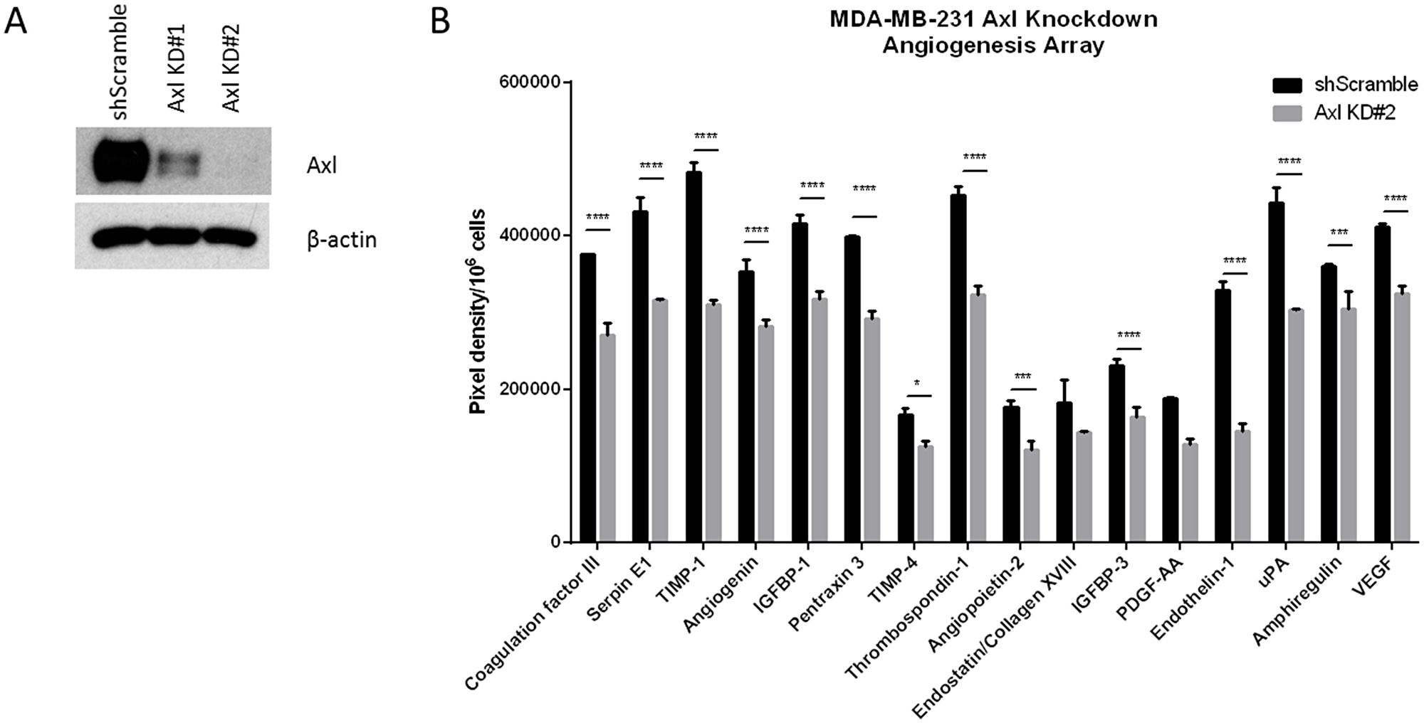 Conditioned medium from Axl knockdown breast cancer cells decreases the secretion of angiogenic factors.