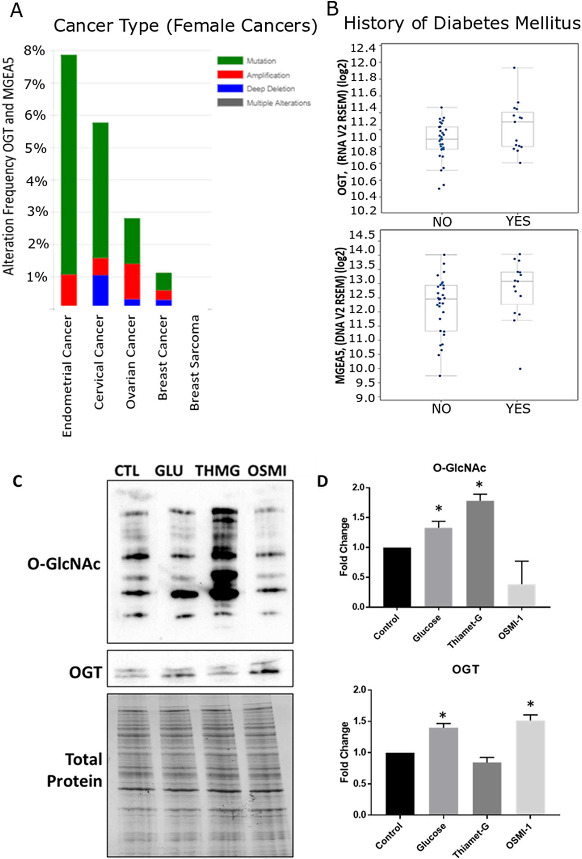 Meta-analysis of O-GlcNAc alteration in female cancers and validation of global O-GlcNAc modification in Ishikawa cells.