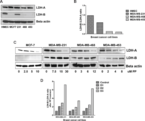 PP alters LDH protein expression.
