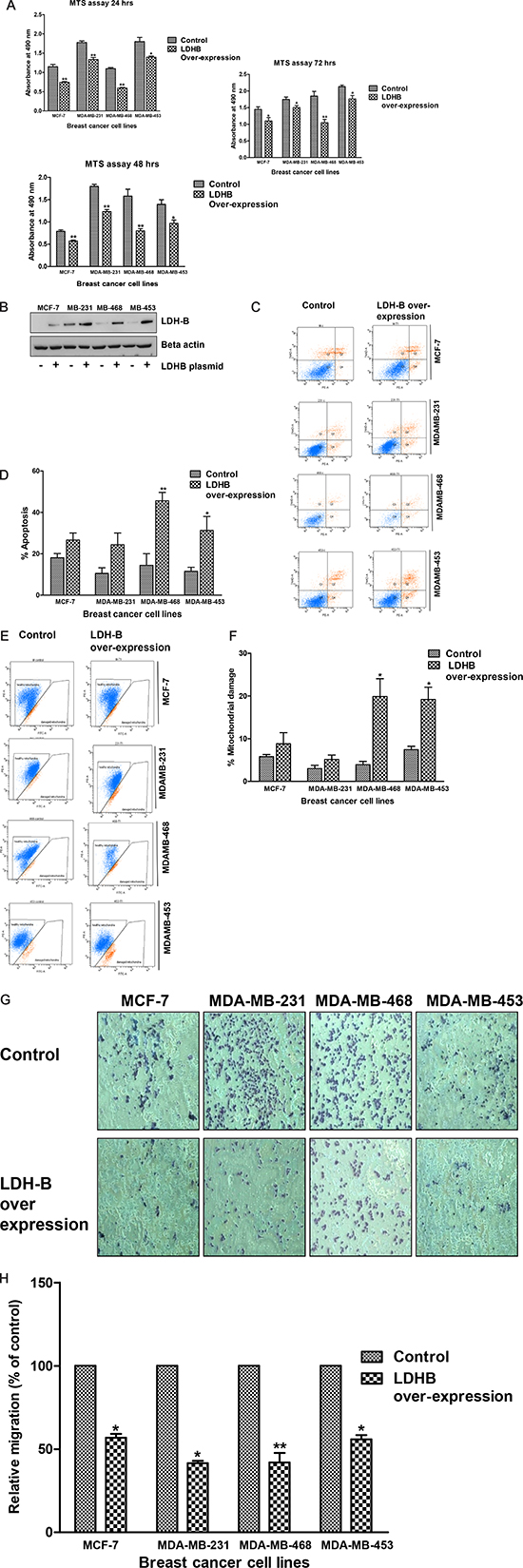 Over-expression of LDH-B leads to reduced viability, apoptosis and less mobility.