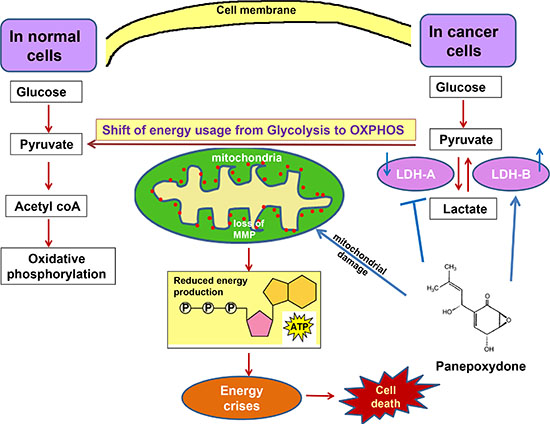 A proposed model of PP targeted metabolic alterations.