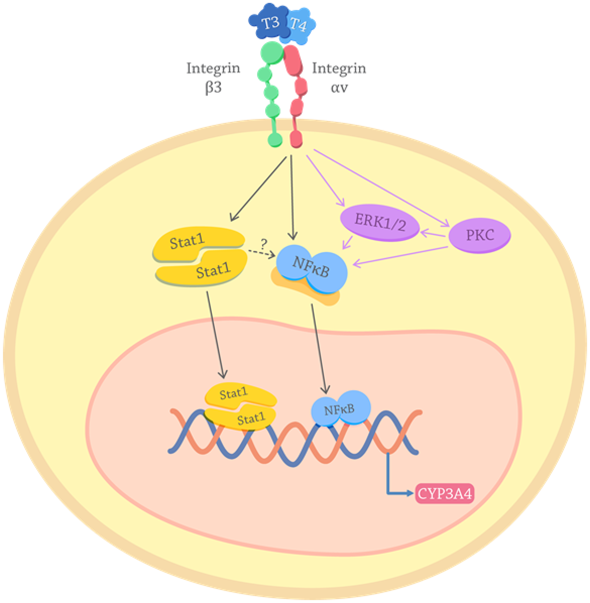 Proposed mechanisms for the effects of thyroid hormones on the CYP3A4 expression.