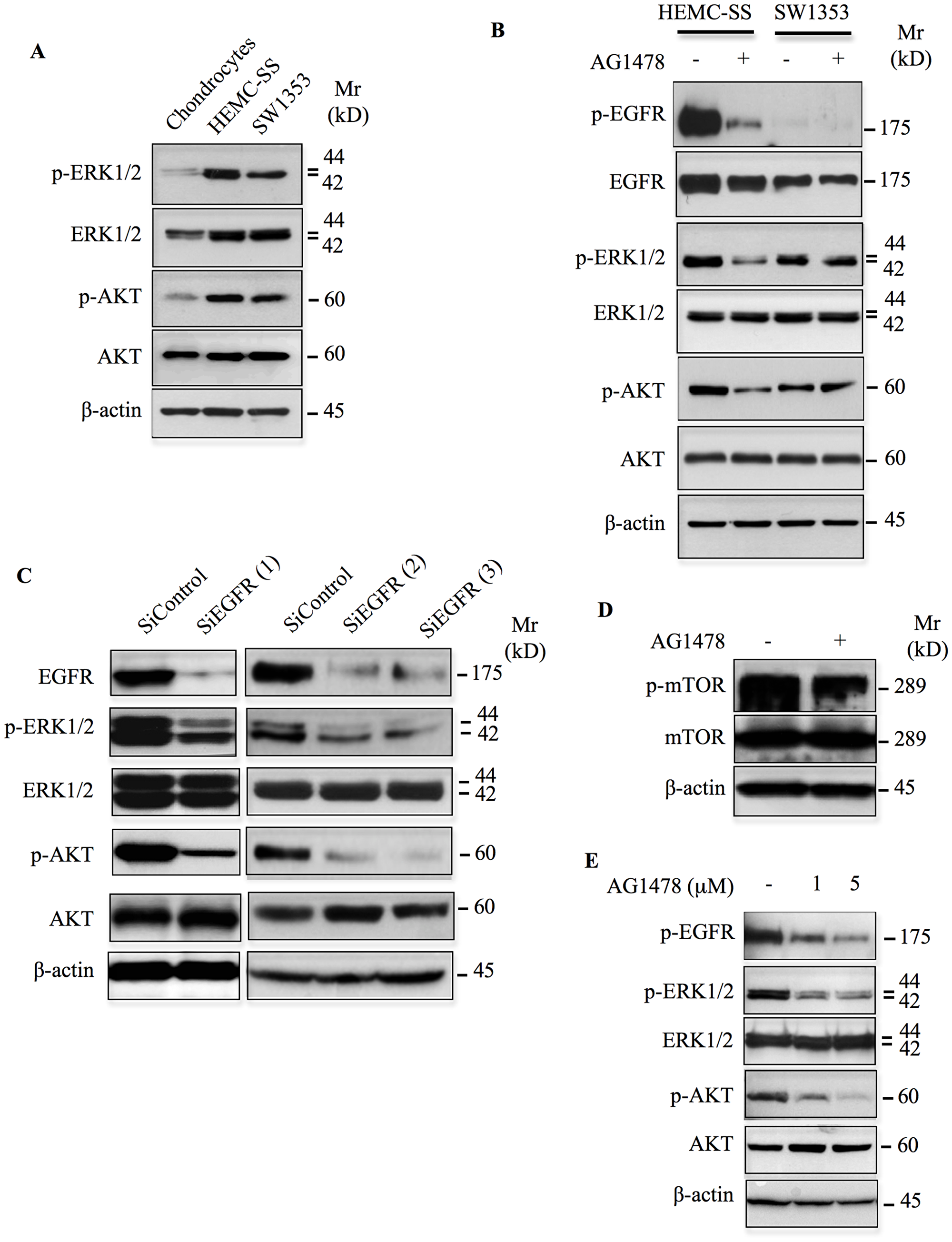 Inhibition or silencing EGFR down regulates ERK1/2 and AKT/mTOR signaling pathways.