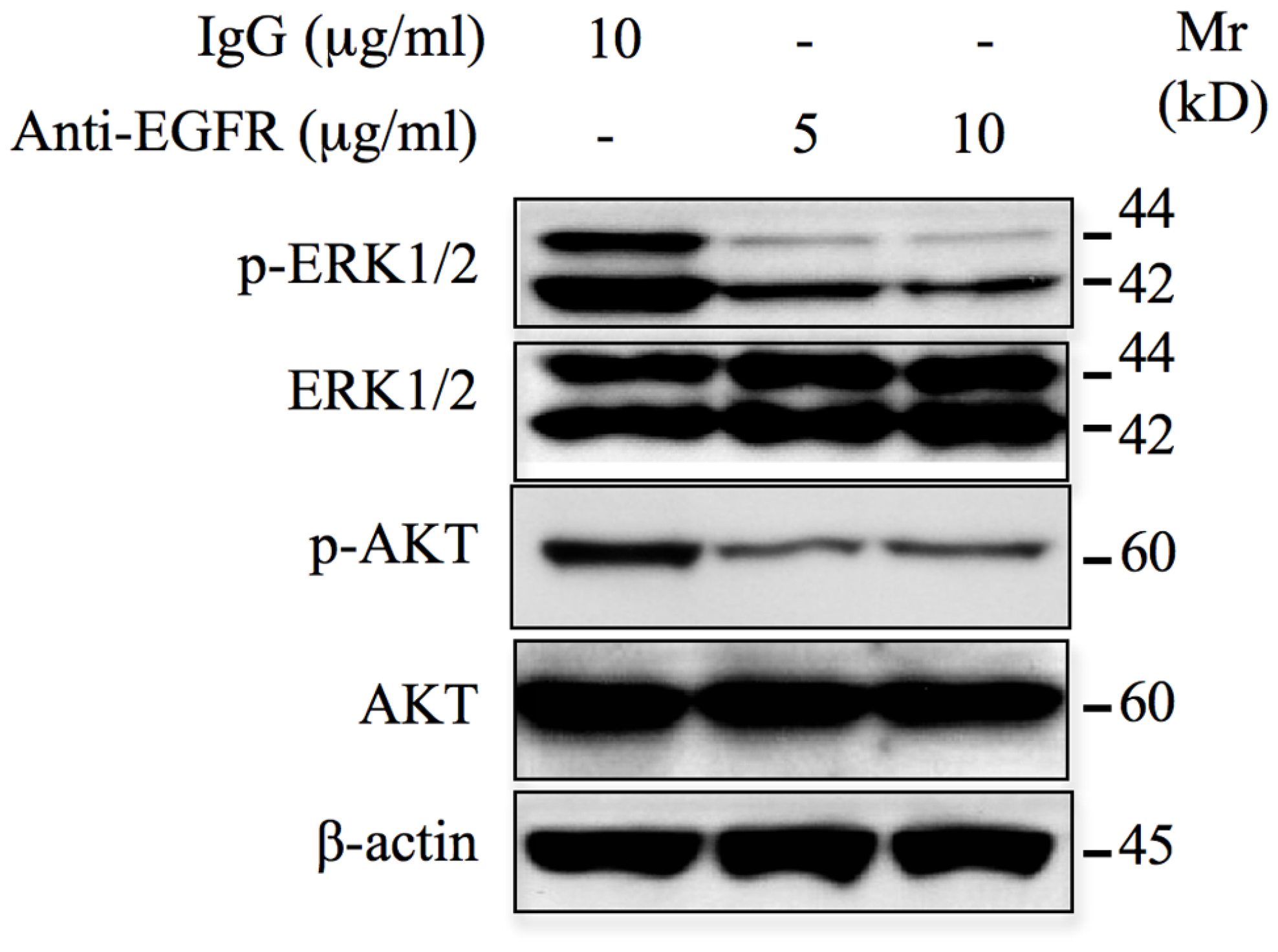 Monoclonal anti-EGFR neutralizing antibodies inhibit ERK1/2 and AKT signaling pathways.