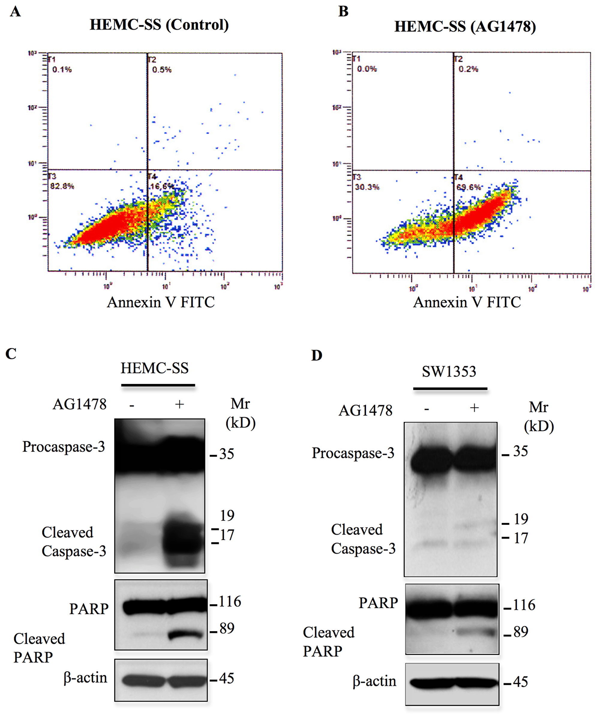 AG1478 induces apoptosis in chondrosarcoma cells.