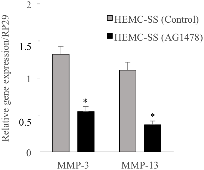 Inhibition of EGFR down-regulates the expression of the Matrix Metalloproteinases MMP3 and MMP13.