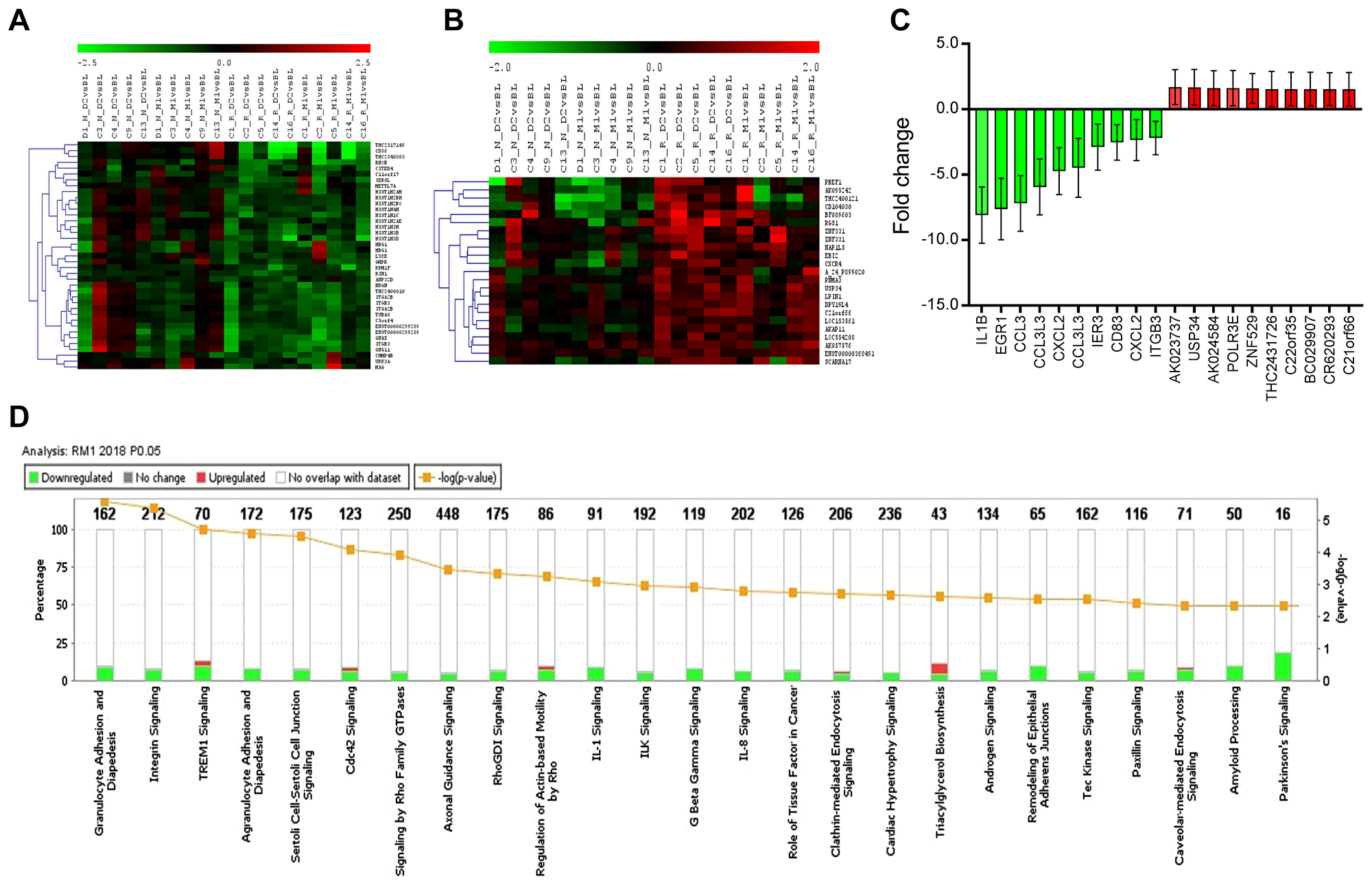 Hierarchically clustered heatmap of differentially expressed genes (DEG), top DEGs, and canonical biological pathways enriched in DEG in RM1.