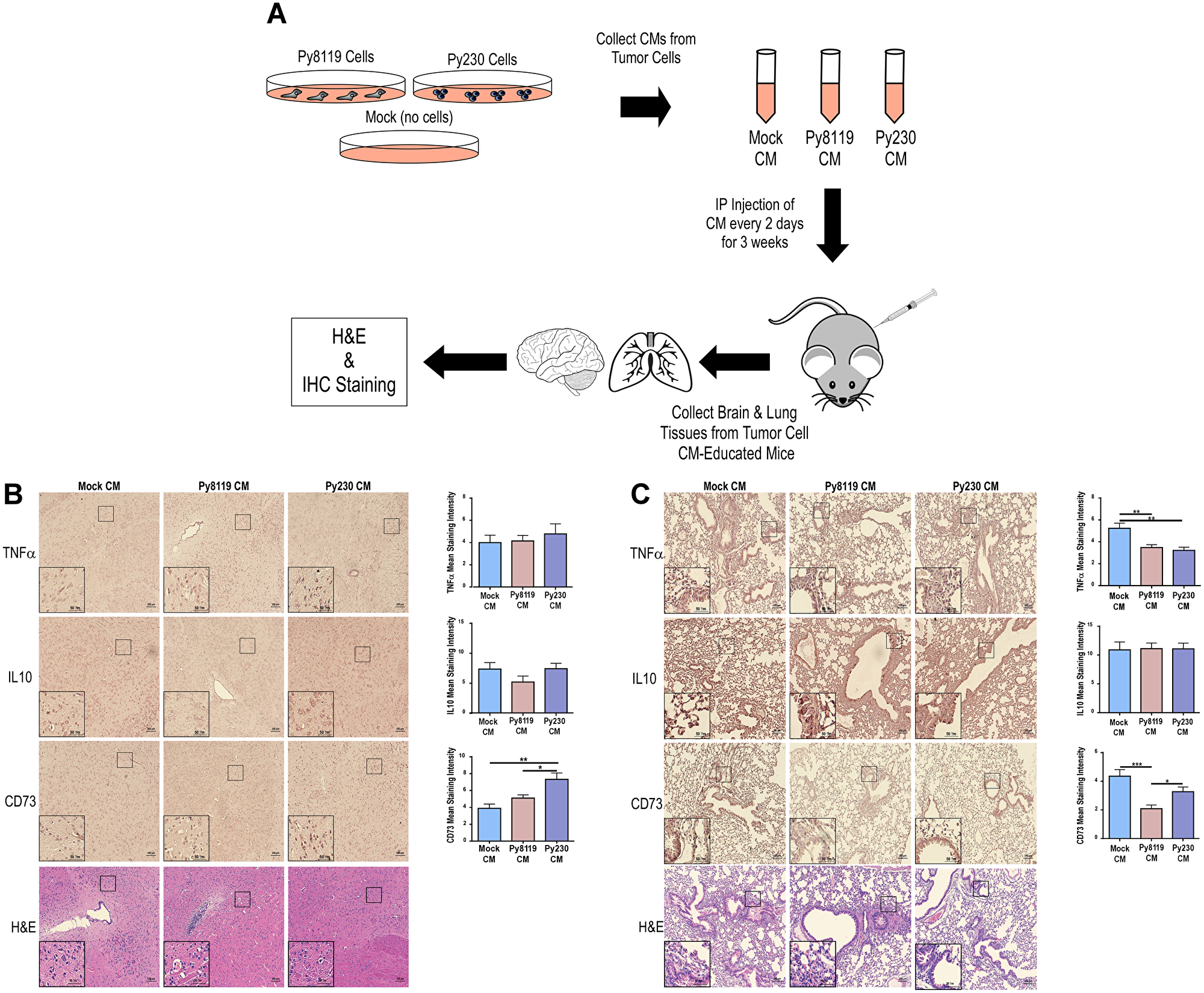 Metastatic PyMT breast cancer cell secretomes reduce pro-inflammatory TNFα and maintain CD73 expression levels in mouse lung.