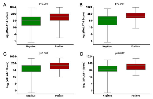 Comparison of MALAT-1 score between positive and negative biopsies in the discovery and validation phases.
