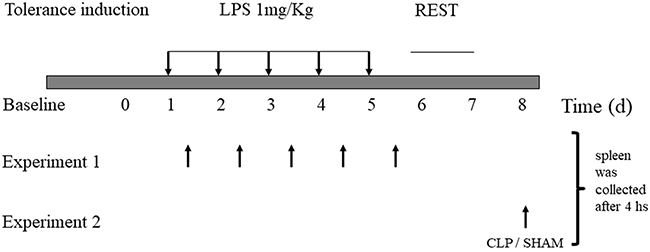 Lipopolysaccharide-induced tolerance in mice.