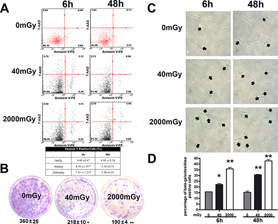 Analysis of senescence, apoptosis, stemness and autophagy in irradiated MSCs.