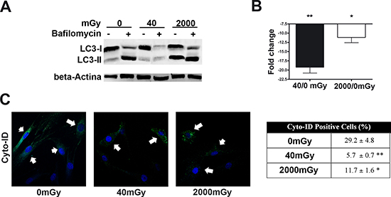 Autophagy detection assays.