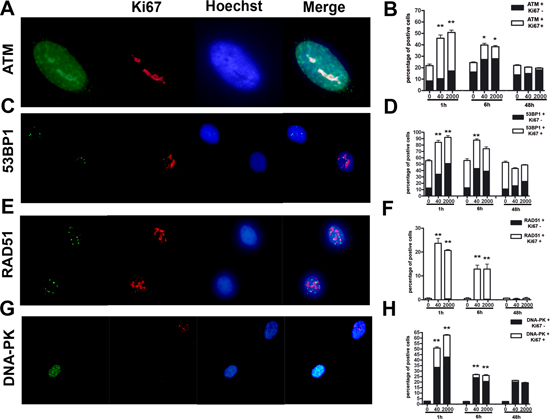 Evaluation of DNA damage and repair.