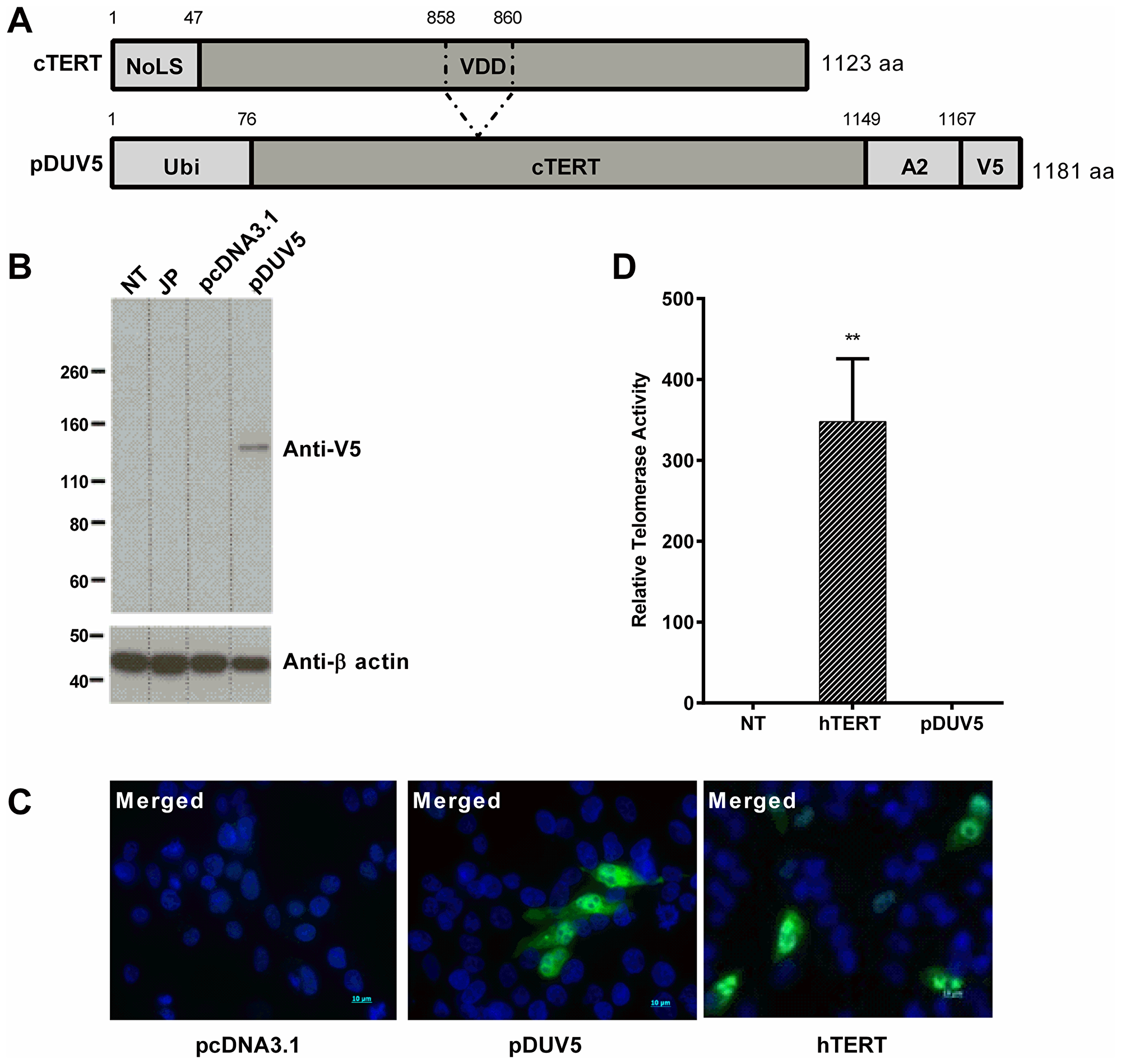 In vitro characterization of pDUV5 protein.