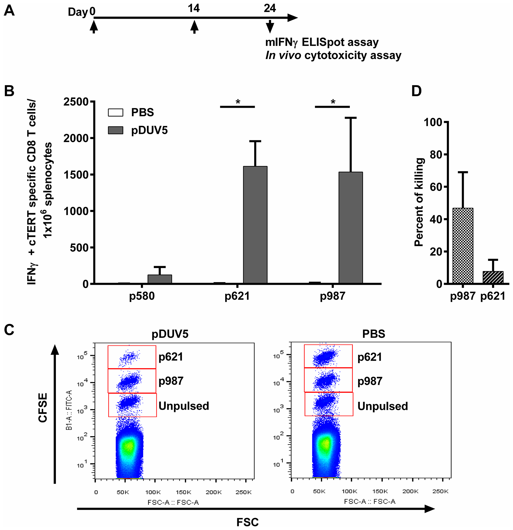 pDUV5 induces cTERT cytotoxic specific T-cell responses in mice.