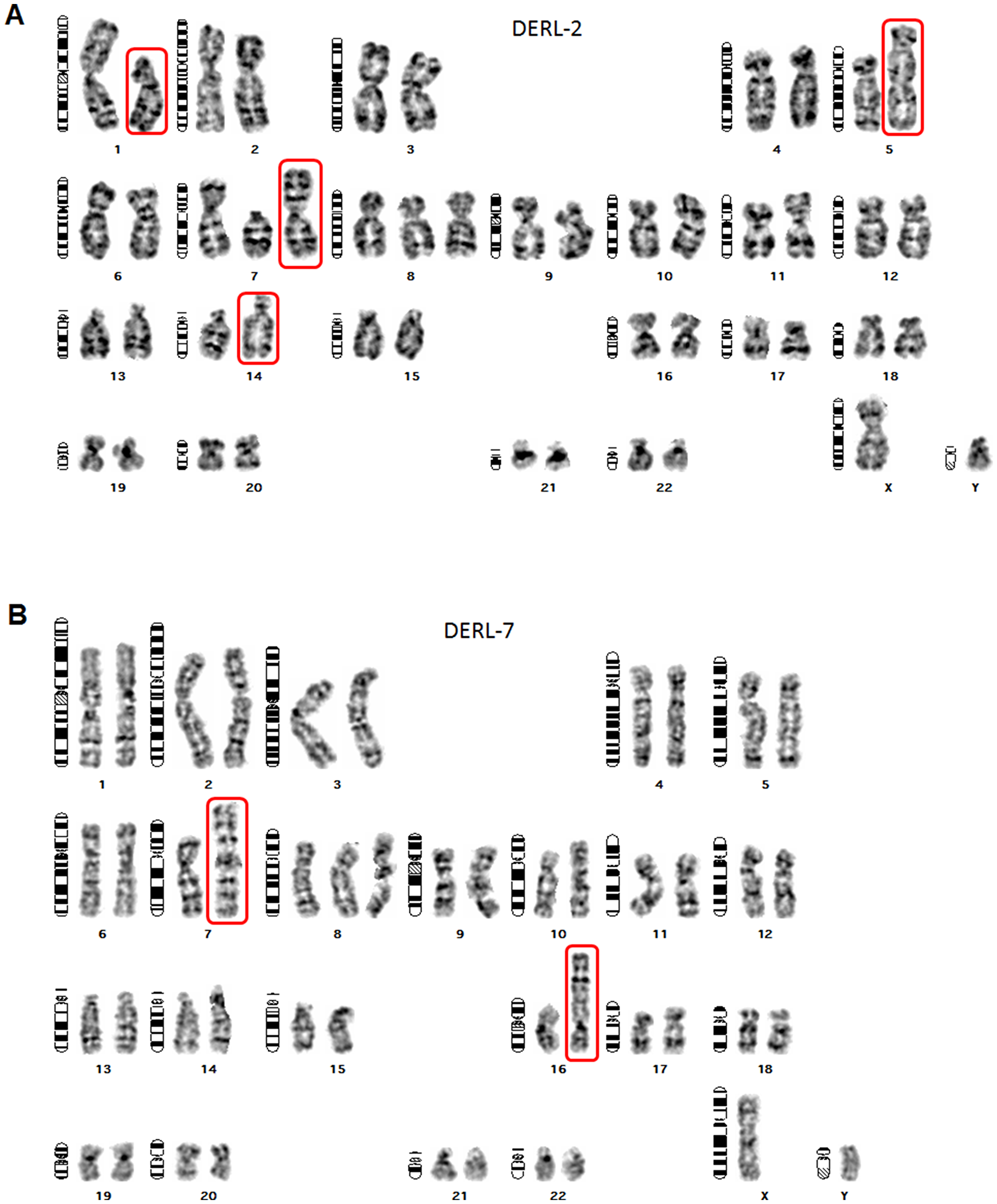 Karyotypes of DERL-2 and DERL-7.