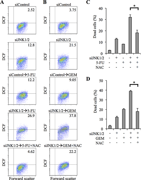 siRNA-mediated JNK knockdown sensitizes pancreatic cancer stem cells to 5-fluorouracil and gemcitabine in ROS - dependent manner.