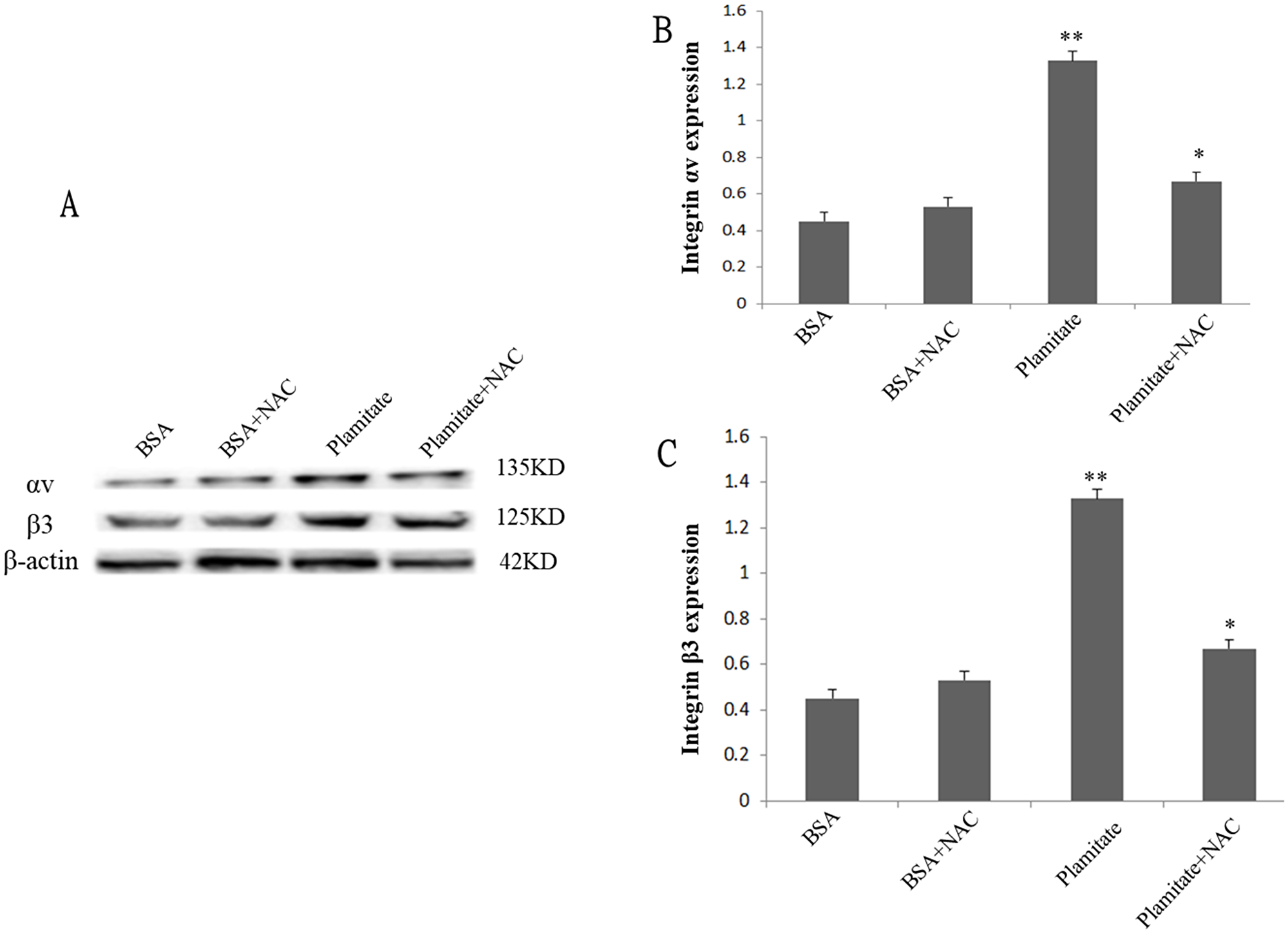 Effect of NAC (2 mM, 24 h) on integrin αv and integrin β3 expression.